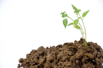 the green mint plant seedlings isolated on white background.