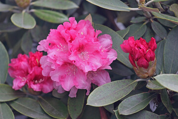 Rhododendron