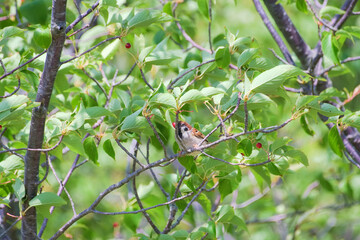 木の実を食べるスズメ