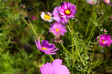 Fototapeta premium Beautiful Gesang flowers bloom in summer