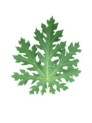 Papaya leaves on isolated background. Die-cuted papaya leaves.