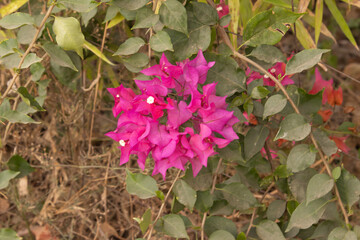 Bougainvillea's pink flowers bloom on trees in spring