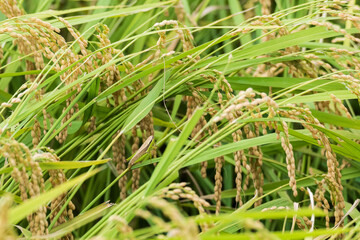 稲穂