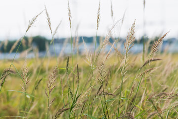 Fototapeta premium 稲穂