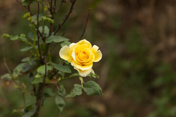 Yellow rose flower in nature falls colors in spring