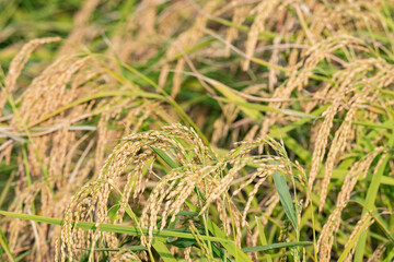 稲穂