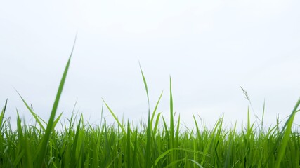 Blurred paddy field in a land on white isolated background for green foliage backdrop