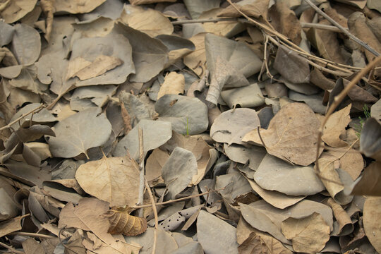Gunda fruit leaves scattered in autumn