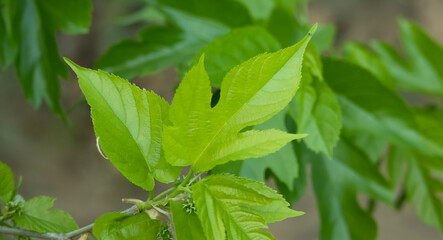 Fototapeta na wymiar Mulberry Leaf with Three Corners