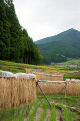 新城観光　四谷の千枚田
