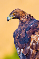 Golden Eagle, Aquila chrysaetos, Mediterranean Forest, Castile and Leon, Spain, Europe