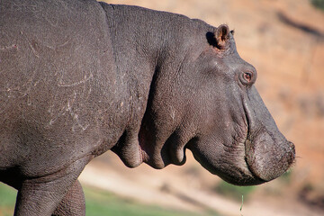 Fototapeta premium Hippopotamus, Hippopotamus amphibius, Chobe River, Chobe National Park, Botswana, Africa