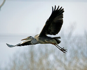 Grey heron in flight above the lake