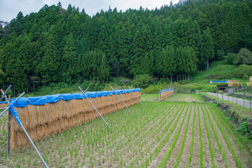 新城観光　四谷の千枚田