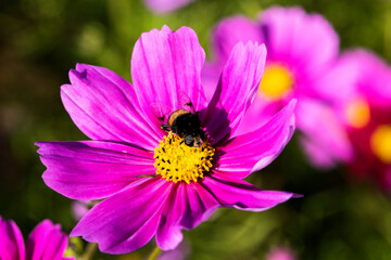 Fototapeta premium Beautiful Gesang flowers bloom in summer