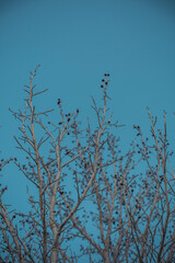 bare tree against blue sky in winter