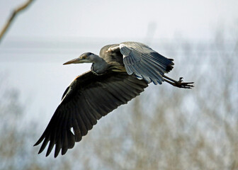 Grey heron in flight above the lake