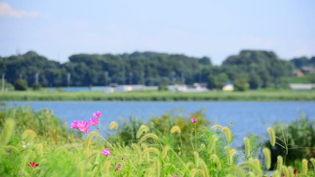 猫じゃらしとコスモスが風にゆ～らゆら、手賀沼湖畔の風景