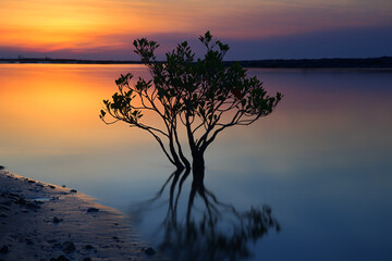Mangrove tree in the river at sunset - Rapid Creek, Darwin, Australia.