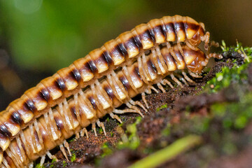 Millipede, Diplopoda, Tropical Rainforest, AmericaMarino Ballena National Park, Uvita de Osa, Puntarenas, Costa Rica, Central America, America