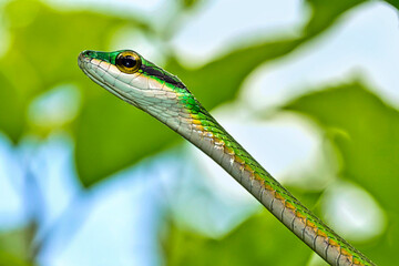 Parrot snake, Satiny Parrot Snake, Leptophis depressirostris, Tropical Rainforest, Corcovado...