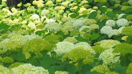 white annabelle hydrangea flower field