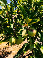 Summer orchard, beautiful
summer of 2020 year, Armenian garden