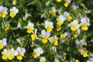 Beautiful colorful pansies in the garden. Vivid pansy flowers at the spring flowerbeds with selective focus. Flower summer background. Multicolored romantic pansies blooming. Spring time