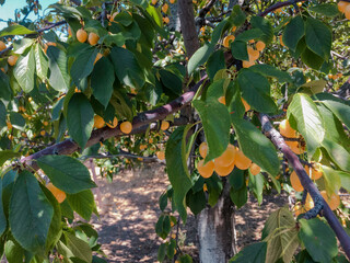 Summer orchard, beautiful
summer of 2020 year, Armenian garden