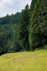 四谷の千枚田　稲干し（稲木）