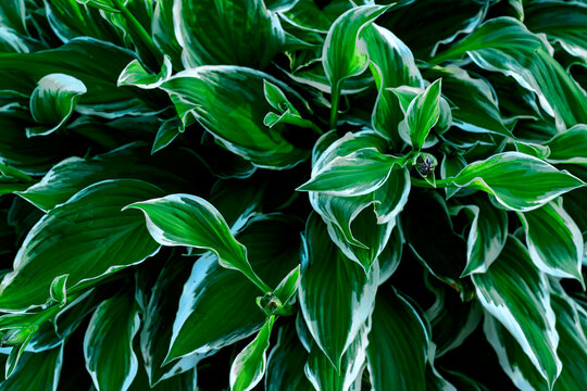 close up of young spring leaves of hosta plant with flower buds. Green fooliage background .