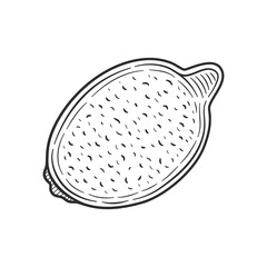 Cute single hand drawn lemon for menu or recipe. Doodle vector illustration. Fresh and tasty.