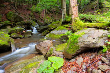 water stream among the rocks in the forest. summer nature scenery. freshness and calmness concept
