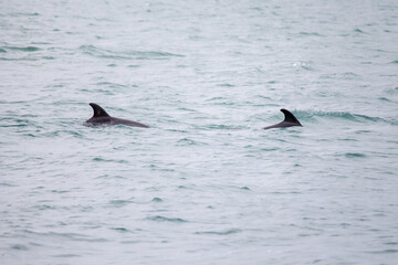 Fototapeta premium Dolphins swim in the sea. Dolphin family swimming together in the blue ocean. Selective focus