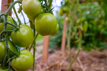 Selective focus on green tomato fruits on the branches in the greenhouse. Growing organic green vegetables in a home garden. Copy space