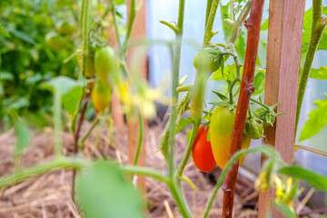 Selective focus on ripe red tomatoes on the branches in the greenhouse. Growing organic green vegetables in a home garden. On one branch are red and green fruits of tomatoes. Copy space