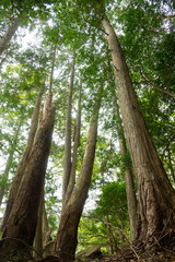 新城市　鳳来寺山