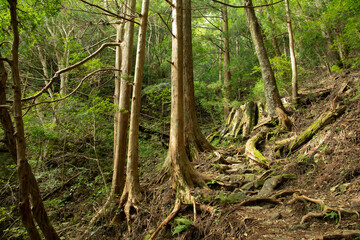 新城市　鳳来寺山