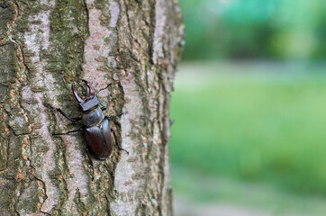 deer beetle on a tree trunk with bark in the garden in summer