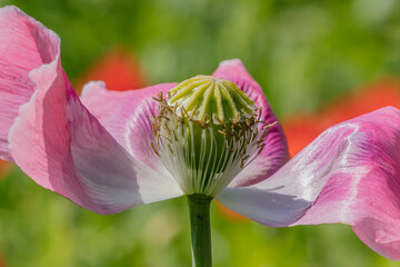 mohnblüte © Klaus Haase 