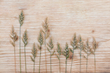 yellow-green spikelets of oatmeal on the wooden surface