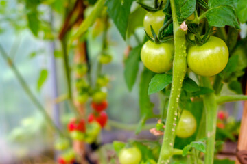 Selective focus on green tomato fruits on the branches in the greenhouse. Growing organic green vegetables in a home garden. Copy space