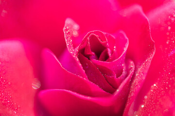 Macro photo of a red rose in drops of water. Bright beautiful floral abstract background image. The concept of the holiday, Valentine's Day, Women's Day, declaration of love.