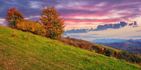 Fototapeta premium autumnal rural landscape at dusk. beautiful countryside in mountains. trees in fall foliage on green rolling hills. dramatic clouds above the distant ridge