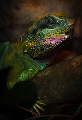 iguana on the rock
