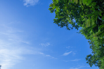 Fototapeta premium green leaves and sky