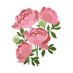 Bouquet of pink peonies on a white isolated background. Vector illustration.