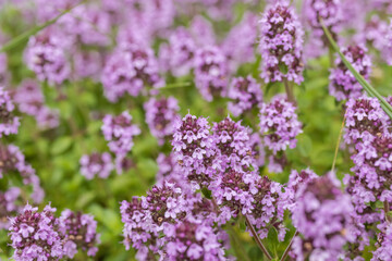 Thyme. Medicinal plant.