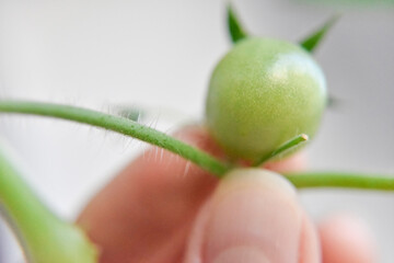 close-up look at the green tomato on the branch selective focus