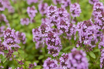 Thyme. Medicinal plant.